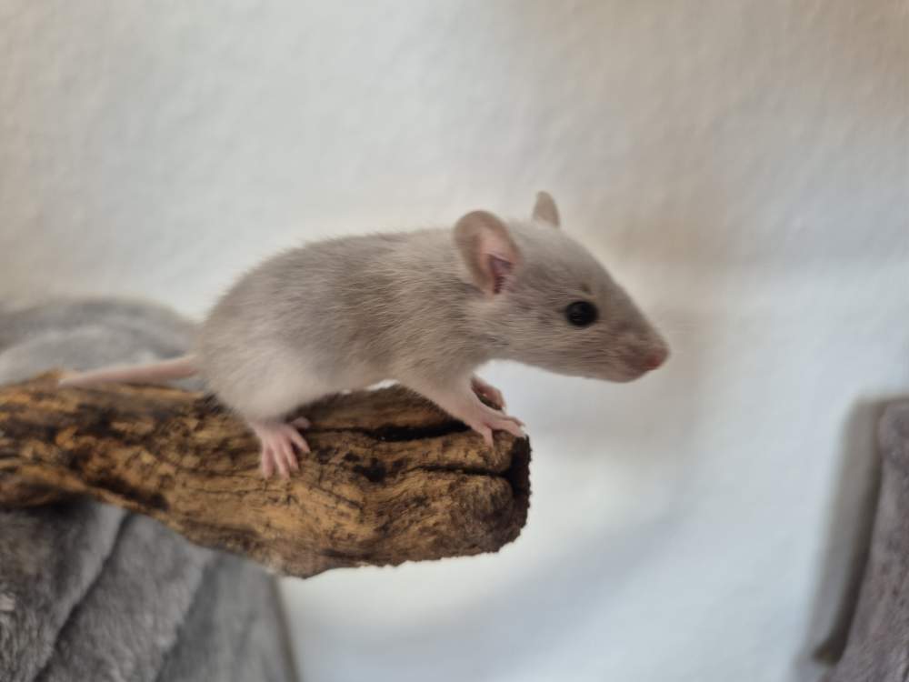Fancy rat Rehomed Rattus norvegicus 