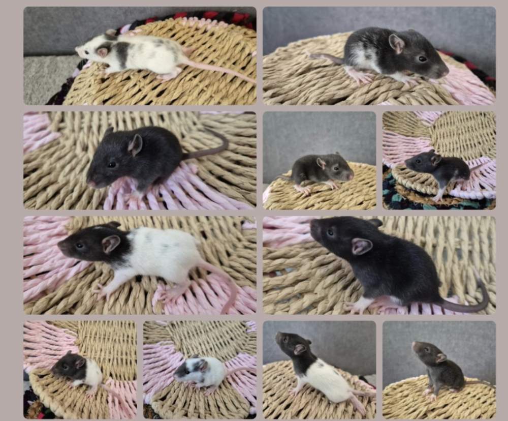 Fancy rat Pet only Rattus norvegicus 