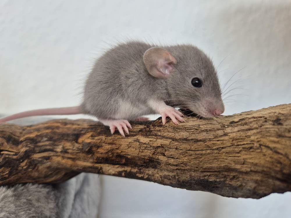 Fancy rat Rehomed Rattus norvegicus 