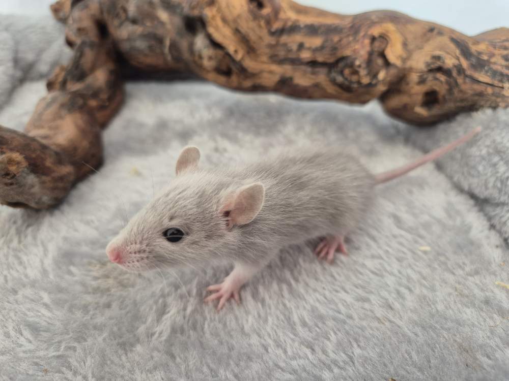 Fancy rat Rehomed Rattus norvegicus 