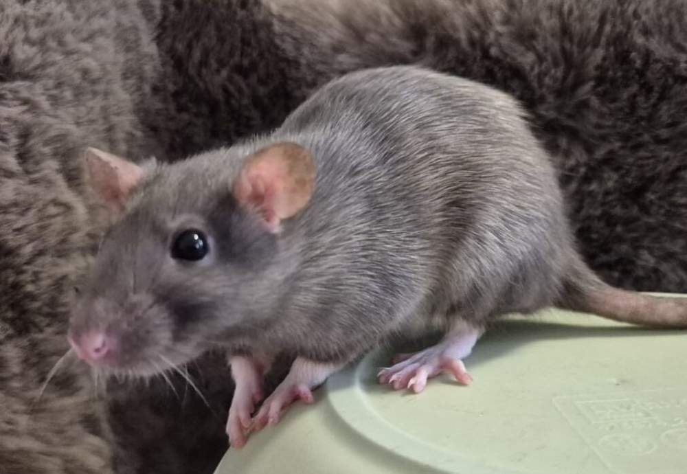 Fancy rat Breeder Rattus norvegicus 