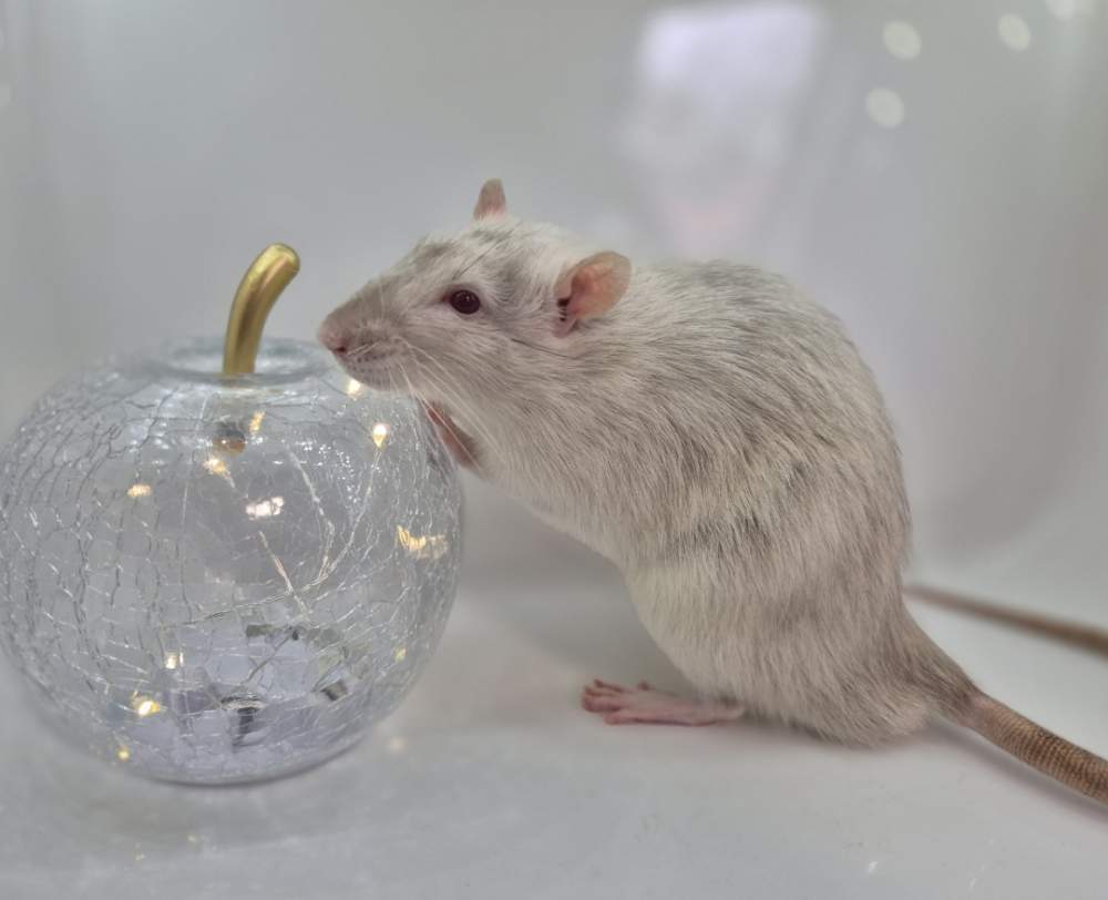 Fancy rat Pet only Rattus norvegicus 