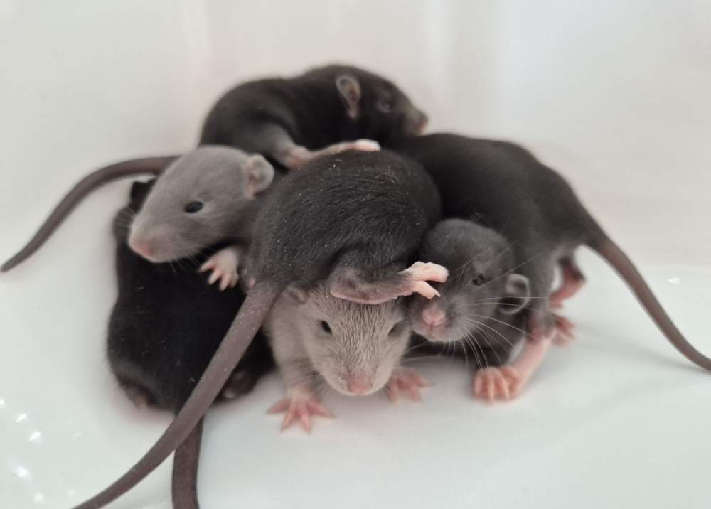 Fancy rat Pet only Rattus norvegicus 