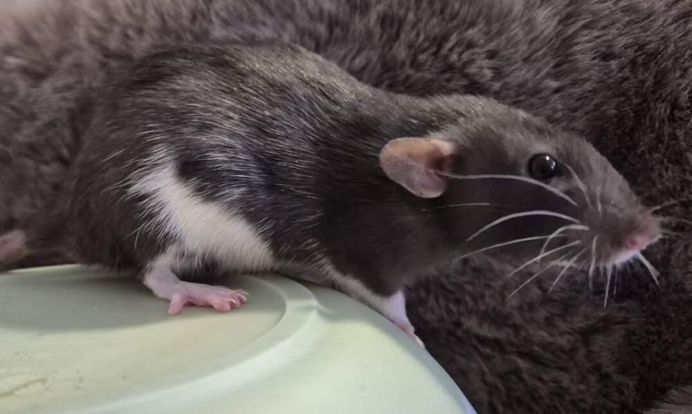 Fancy rat Breeder Rattus norvegicus 