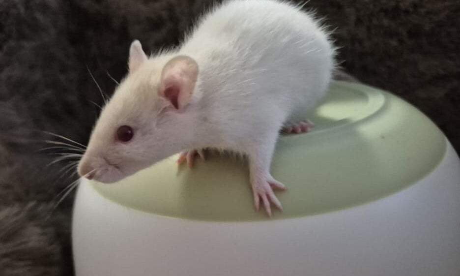 Fancy rat Breeder Rattus norvegicus 