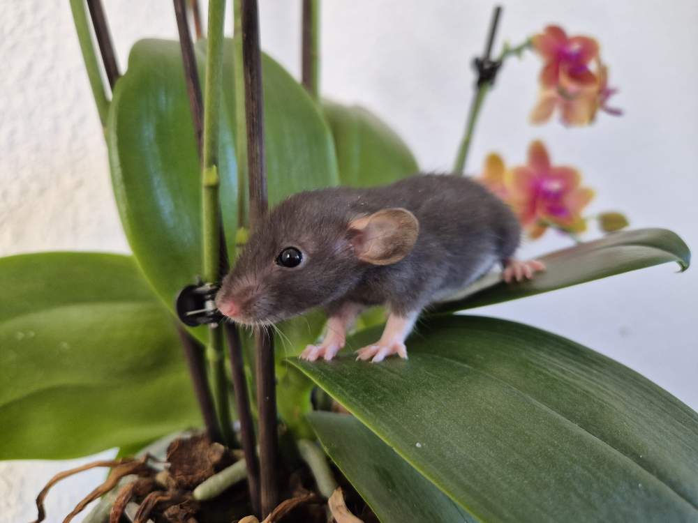 Fancy rat Available for rehoming Rattus norvegicus 