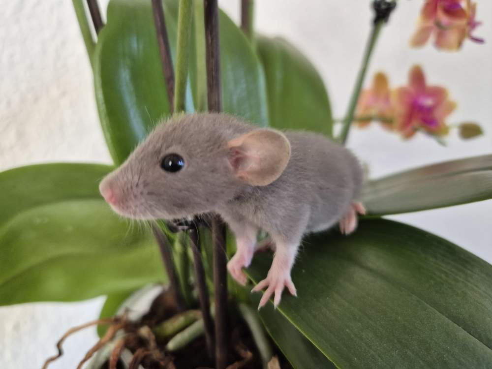 Fancy rat Available for rehoming Rattus norvegicus 