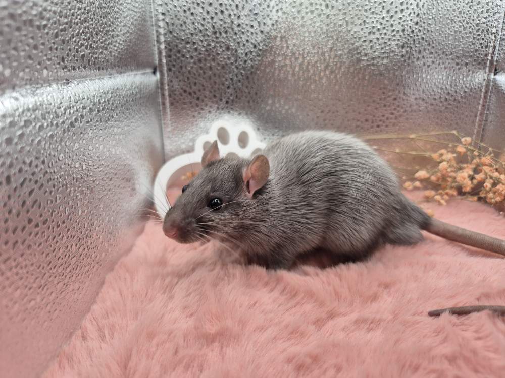 Fancy rat Pet only Rattus norvegicus 