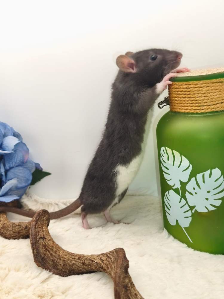 Fancy rat Pet only Rattus norvegicus 