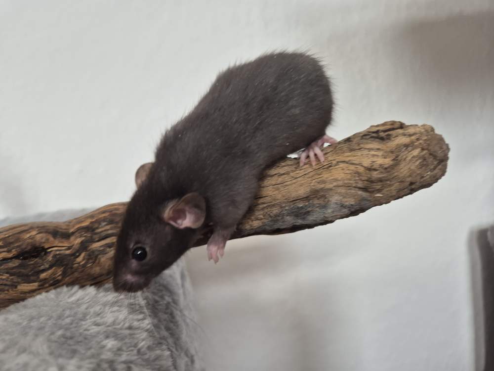 Fancy rat Rehomed Rattus norvegicus 
