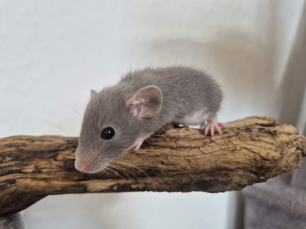 Fancy rat Available for rehoming Rattus norvegicus 