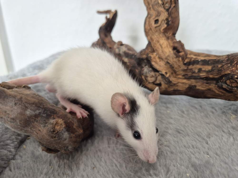 Fancy rat Rehomed Rattus norvegicus 