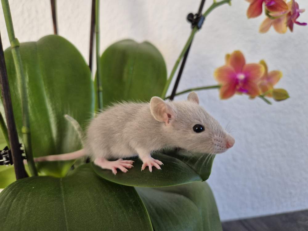 Fancy rat Rehomed Rattus norvegicus 
