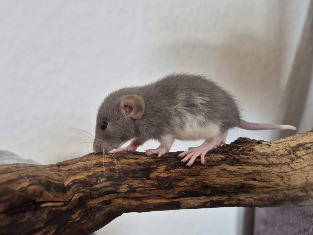 Fancy rat Rehomed Rattus norvegicus 
