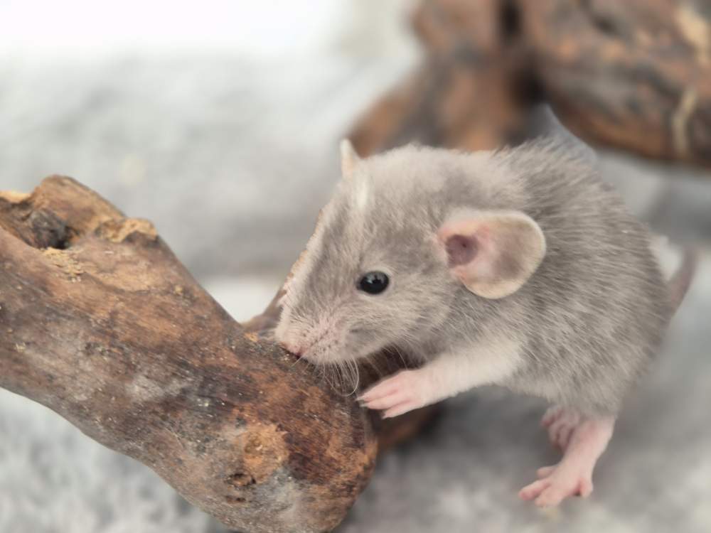 Fancy rat Breeder Rattus norvegicus 