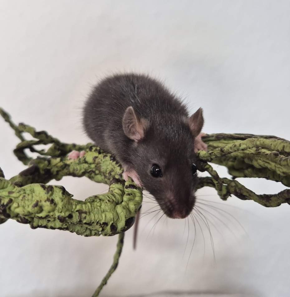 Fancy rat Breeder Rattus norvegicus 