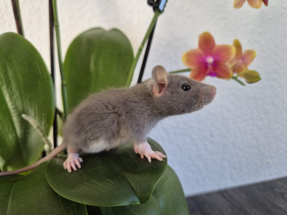 Fancy rat Available for rehoming Rattus norvegicus 