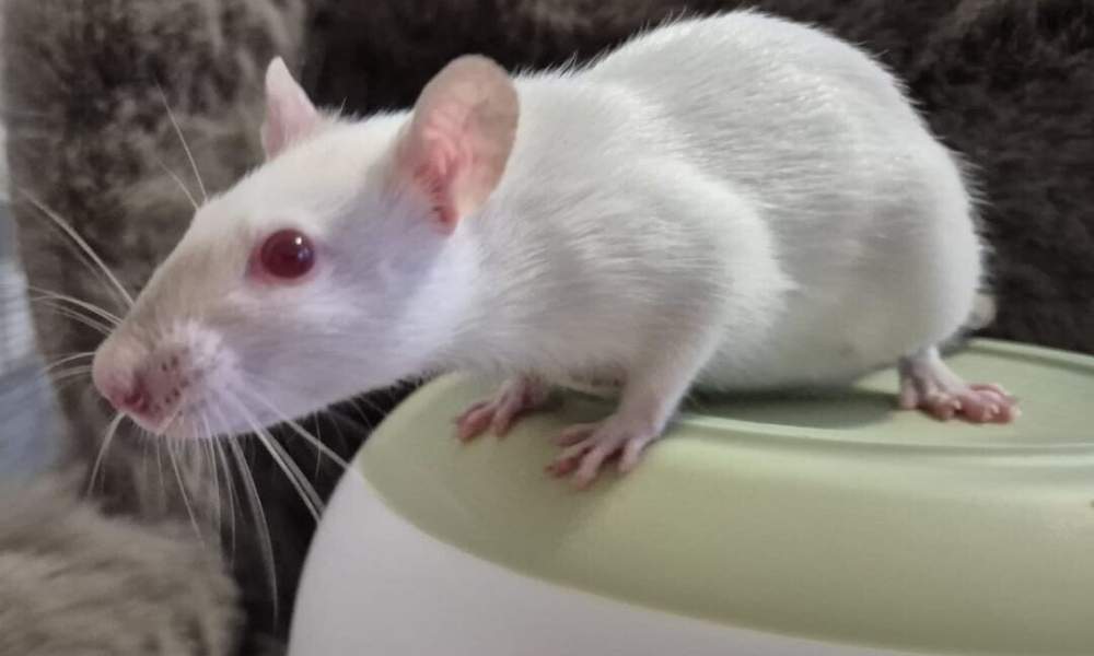 Fancy rat Breeder Rattus norvegicus 