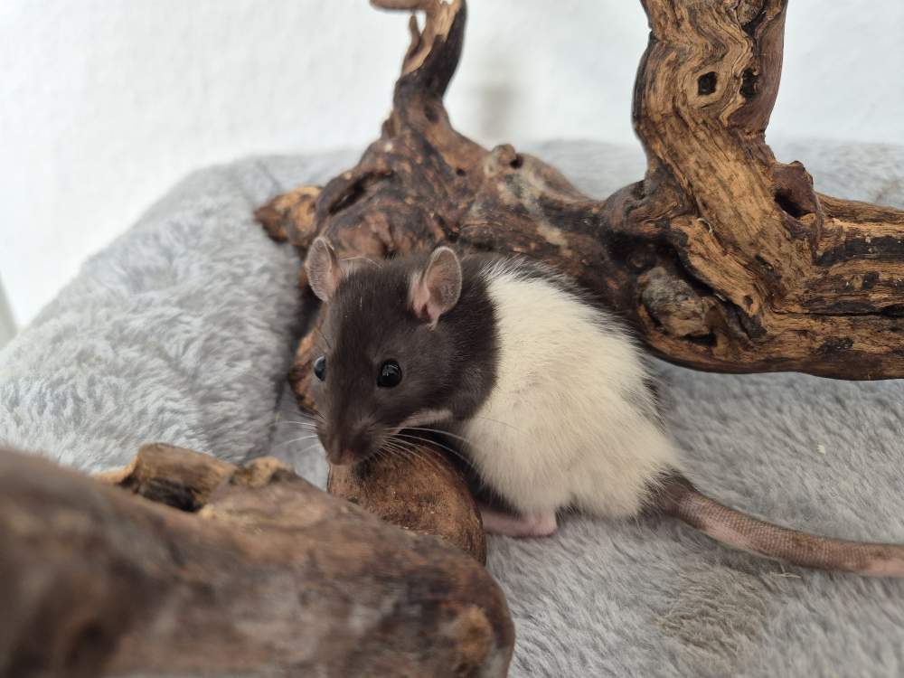 Fancy rat Rehomed Rattus norvegicus 