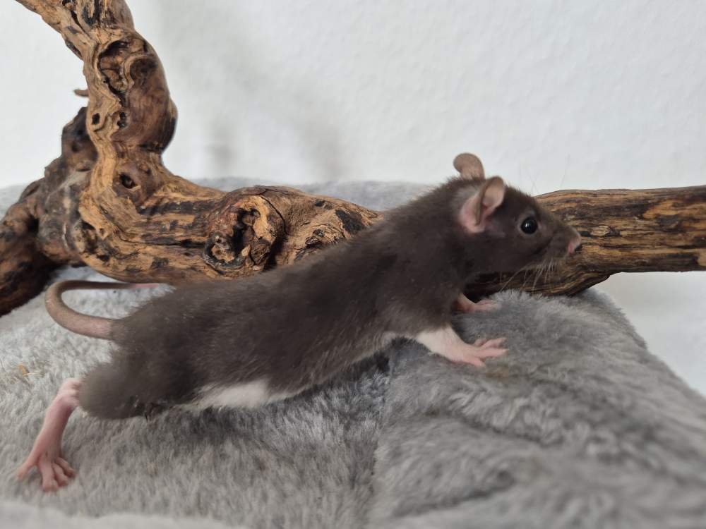Fancy rat Rehomed Rattus norvegicus 