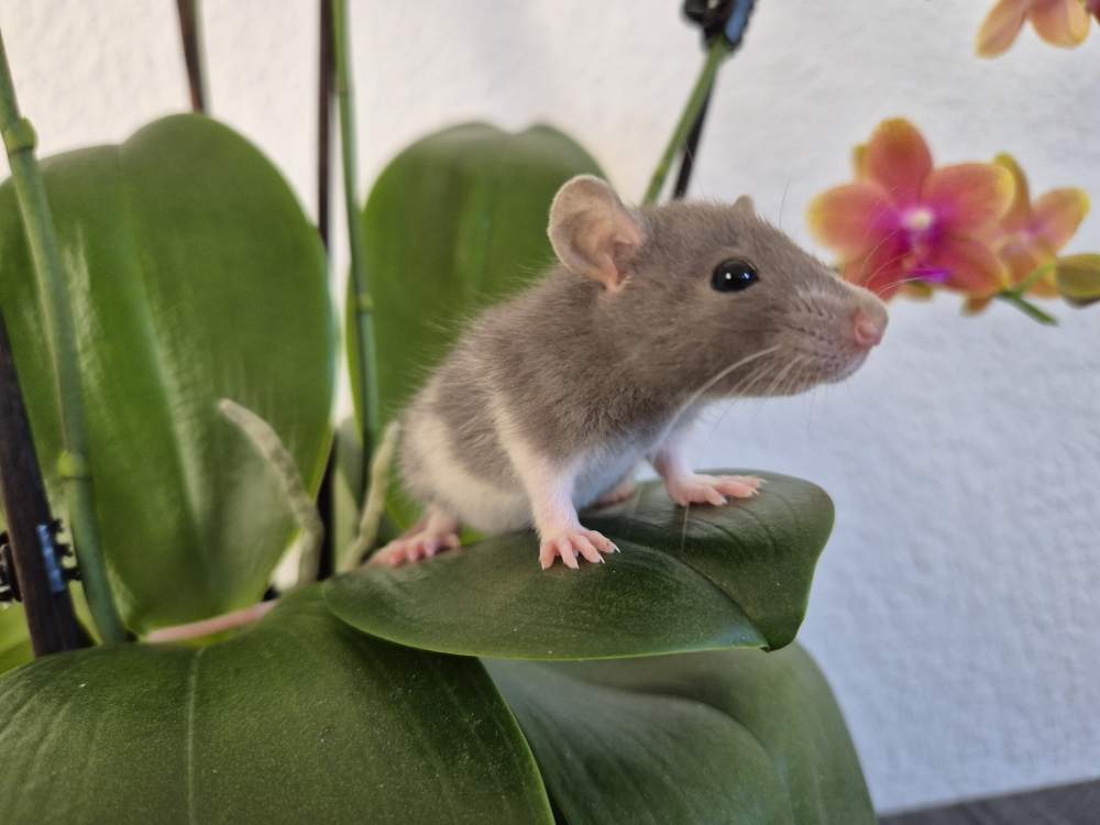 Fancy rat Available for rehoming Rattus norvegicus 