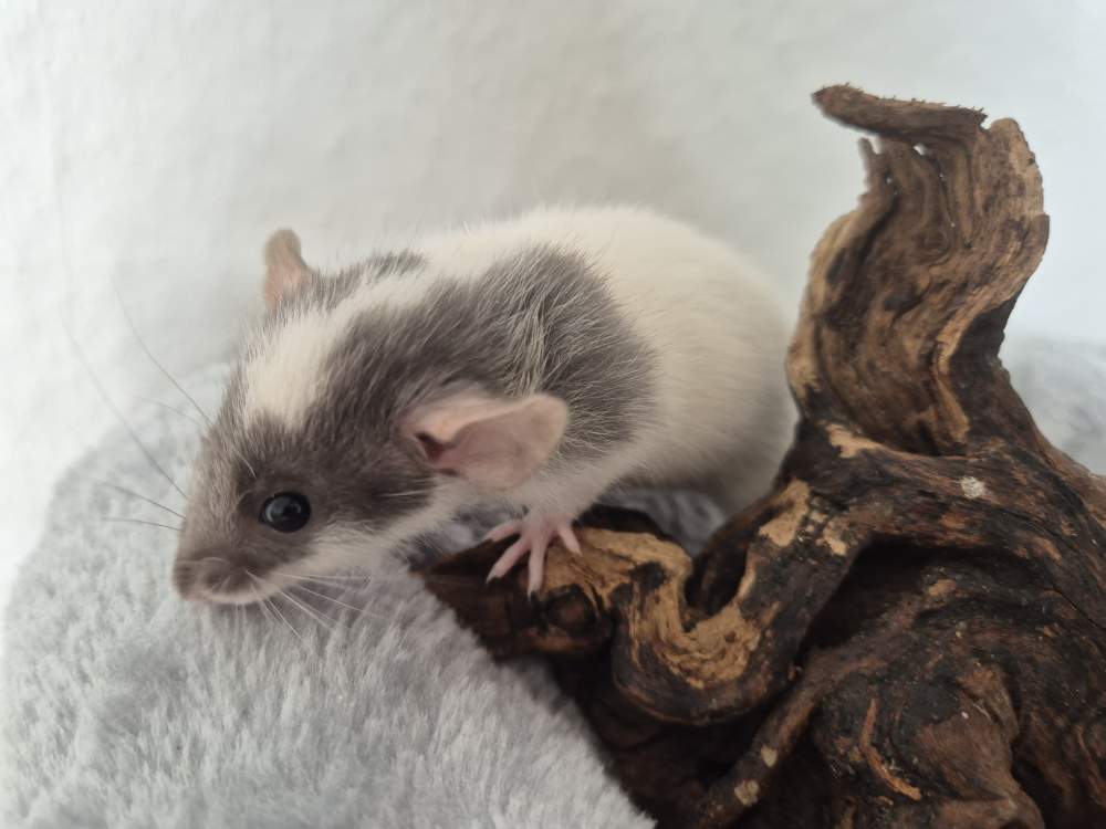 Fancy rat Rehomed Rattus norvegicus 
