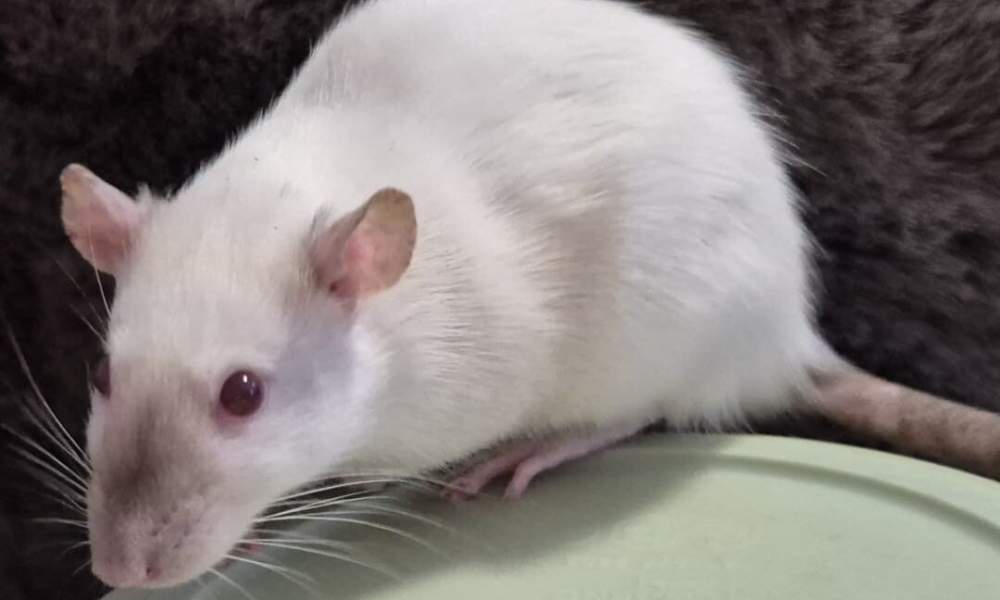 Fancy rat Breeder Rattus norvegicus 