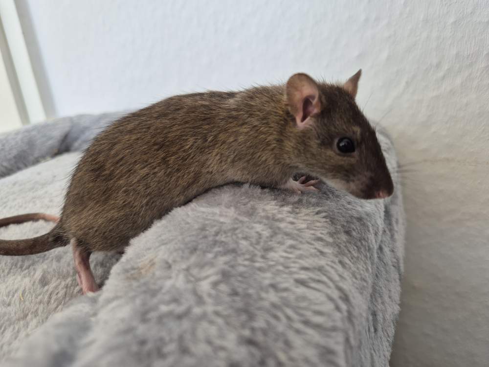 Fancy rat Breeder Rattus norvegicus 