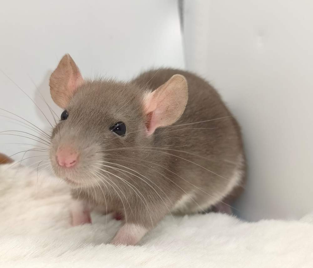Fancy rat Pet only Rattus norvegicus 