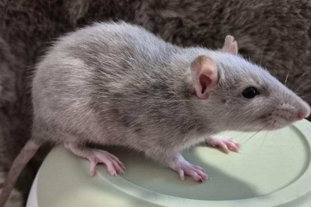 Fancy rat Breeder Rattus norvegicus 