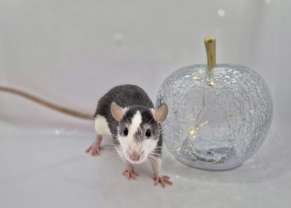 Fancy rat Pet only Rattus norvegicus 