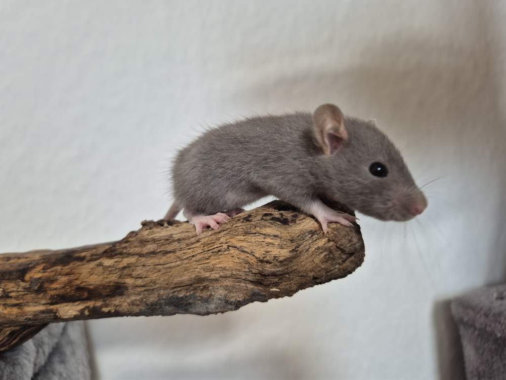 Fancy rat Available for rehoming Rattus norvegicus 