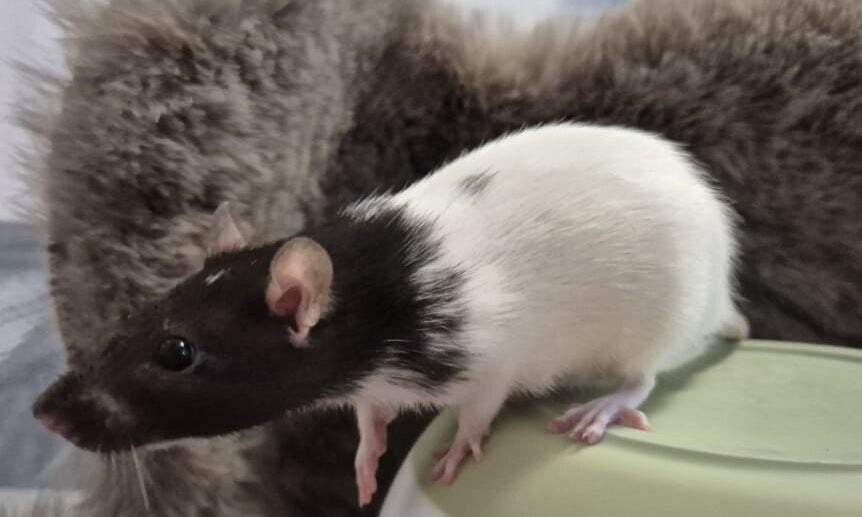 Fancy rat Breeder Rattus norvegicus 