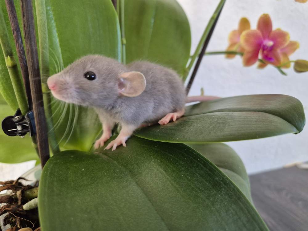 Fancy rat Rehomed Rattus norvegicus 