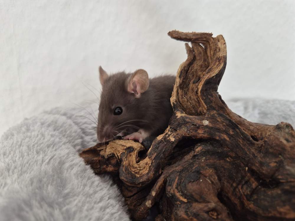 Fancy rat Rehomed Rattus norvegicus 