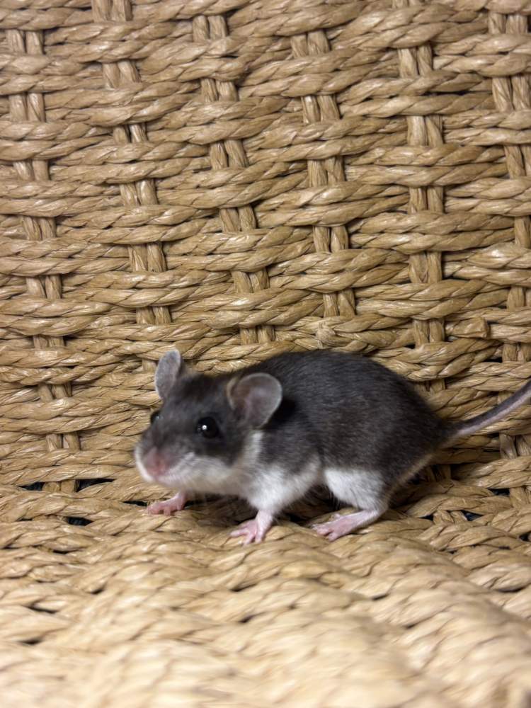 Fancy mouse Breeder Mus musculus 