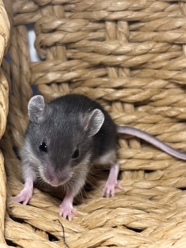 Fancy mouse Pet only Mus musculus 