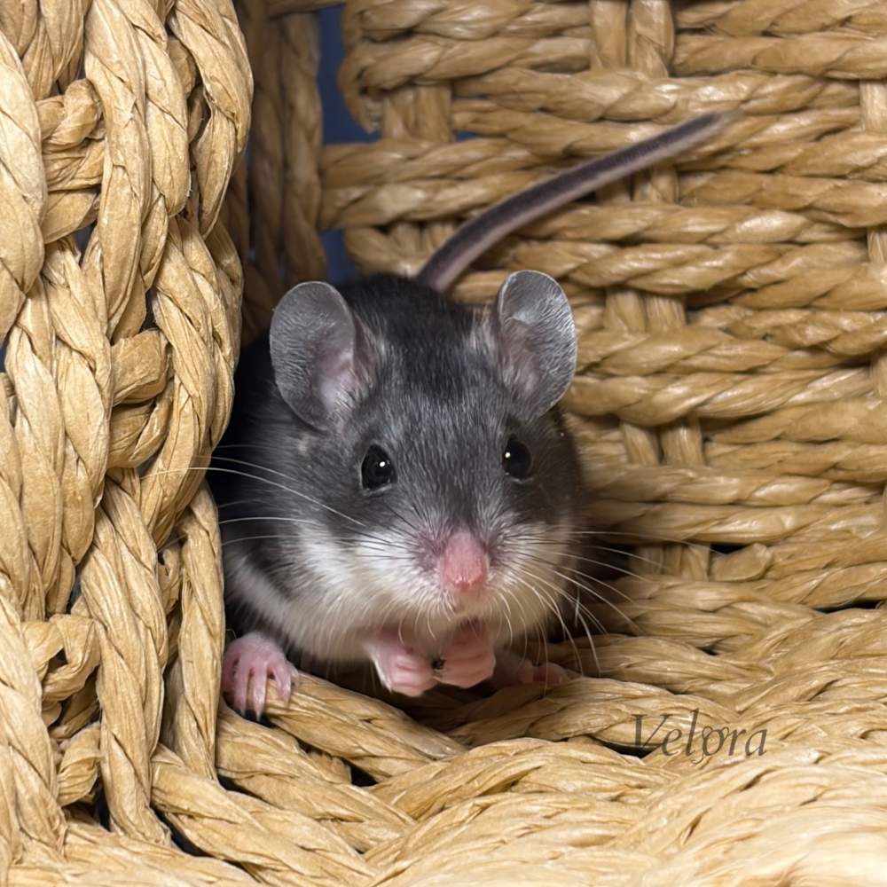 Őzegér Pet only Peromyscus maniculatus 