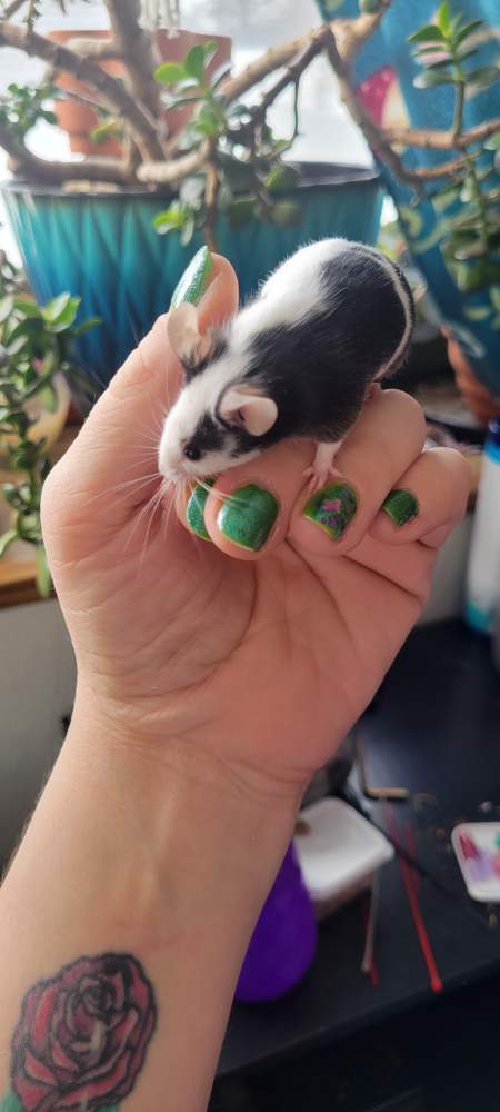 Fancy mouse Breeder Mus musculus 