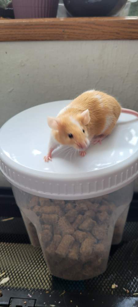 Fancy mouse Breeder Mus musculus 