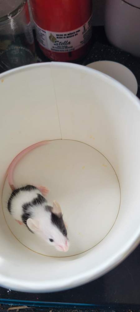Fancy mouse Pet only Mus musculus 