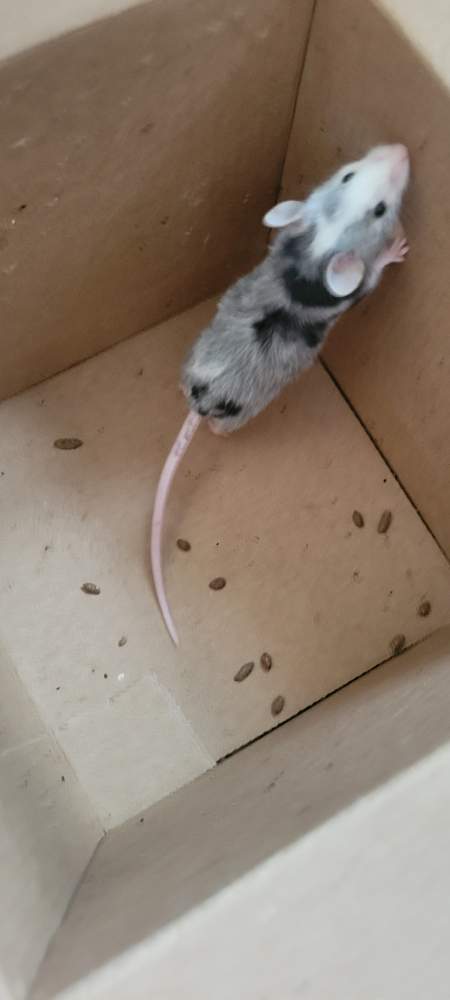 Fancy mouse Breeder Mus musculus 