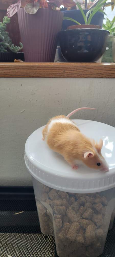 Fancy mouse Pet only Mus musculus 