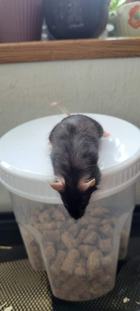 Fancy mouse Pet only Mus musculus 