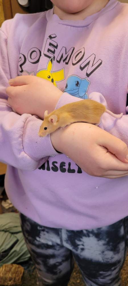 Fancy mouse Breeder Mus musculus 