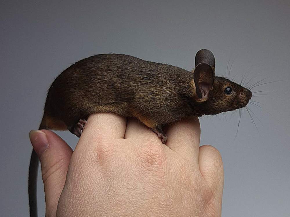 Fancy mouse Breeder Mus musculus 