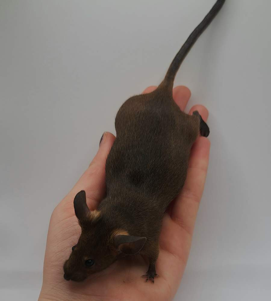 Fancy mouse Breeder Mus musculus 