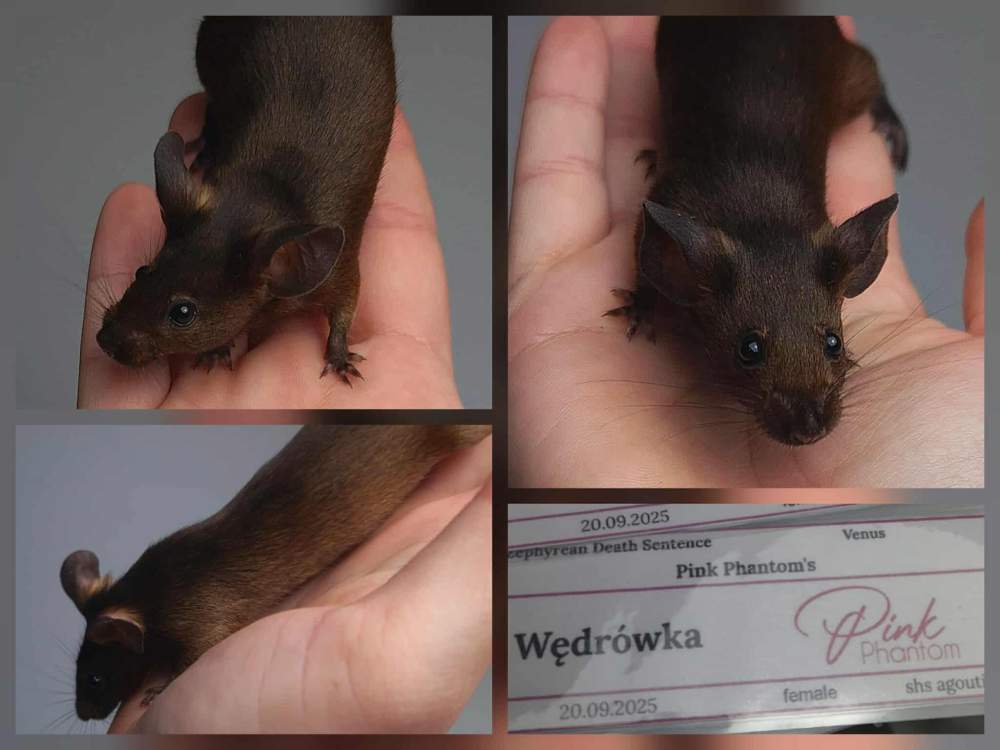 Fancy mouse Pet only Mus musculus 