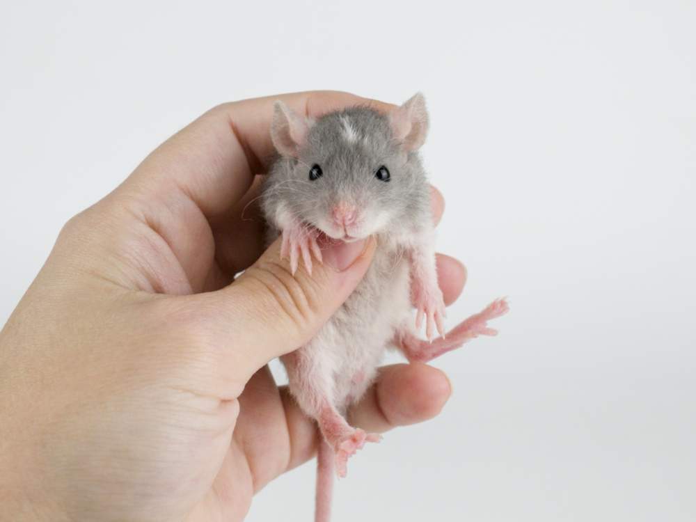 Fancy rat Pet only Rattus norvegicus 