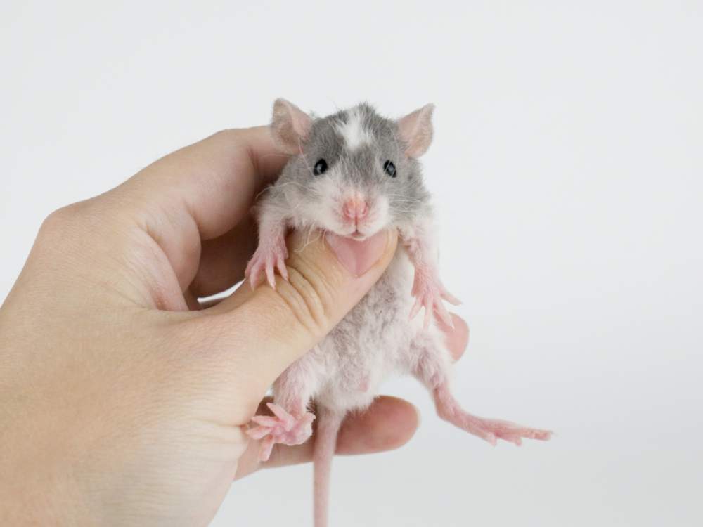 Fancy rat Pet only Rattus norvegicus 